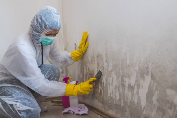 Best Kitchen Mold Remediation in Fort Irwin, CA