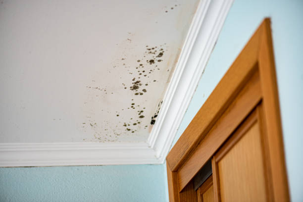 Best Residential Mold Remediation in Fort Irwin, CA