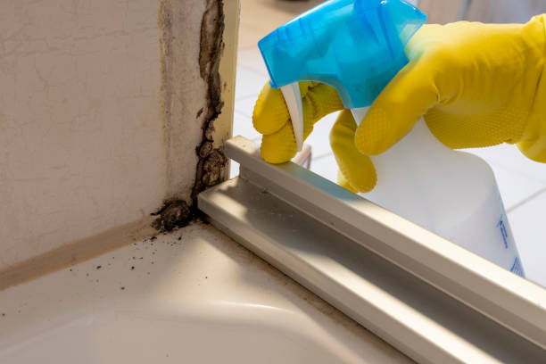 Best Mold Remediation for Specific Building Types in Fort Irwin, CA