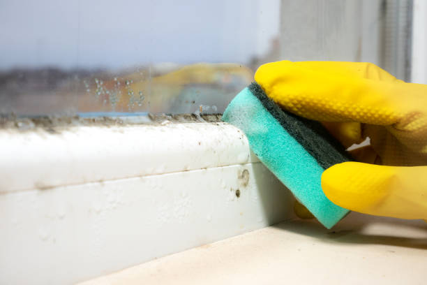 Best Insurance-Related Mold Remediation in Fort Irwin, CA