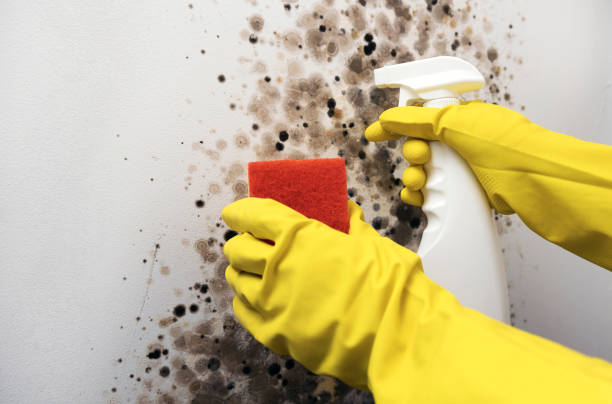 Trusted Fort Irwin, CA Mold Remediation Experts
