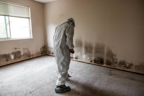 Best Preventive Mold Services in Fort Irwin, CA