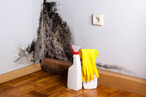 Best Attic Mold Remediation in Fort Irwin, CA
